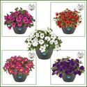 Bild von HP27 o.kl. Calibrachoa Divers